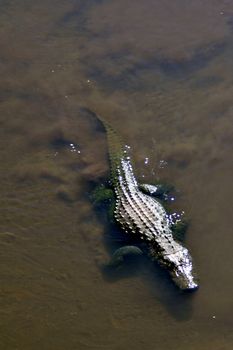 An allligator swimming in a lake