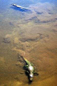 2 alligators swimming in a lake