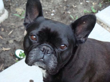 sweet french bulldog looking up at camera