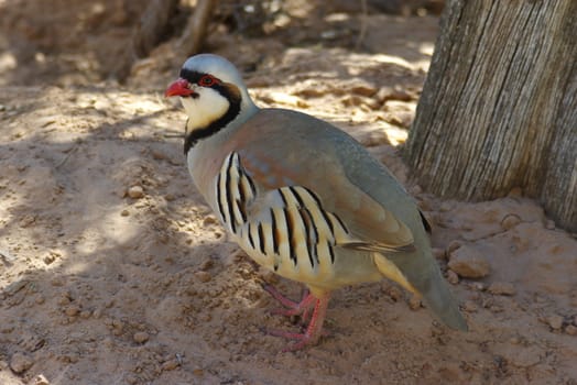 Wild chukar in the desert