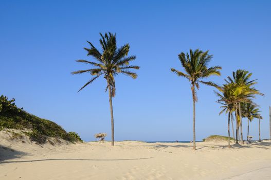 Coconut palm trees on tropical beach background