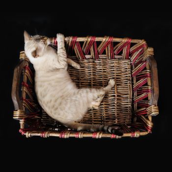 White bengal cat relaxing on a basket - isolated on black