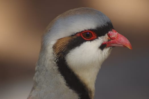 Close-up of a wild chukar