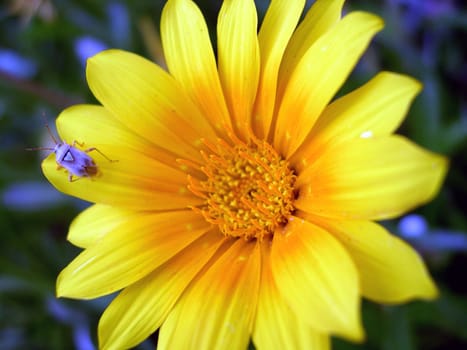 an insect sitting on a flower