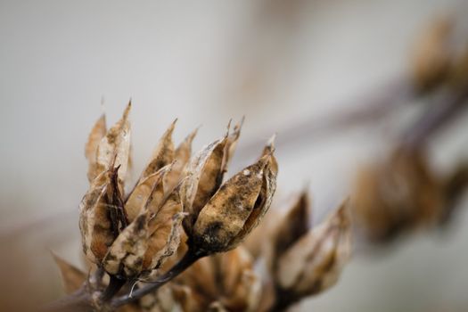 Beautiful dried flowers. Shooting in macro 