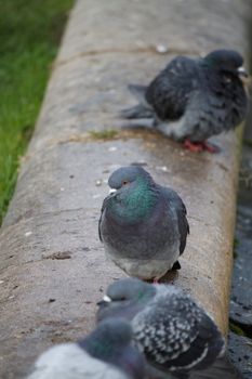 Pigeons near a fountain 