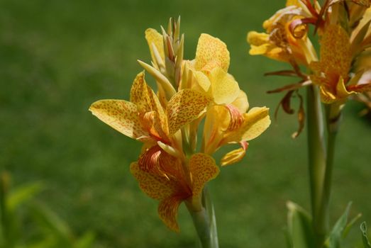 Yellow flower 