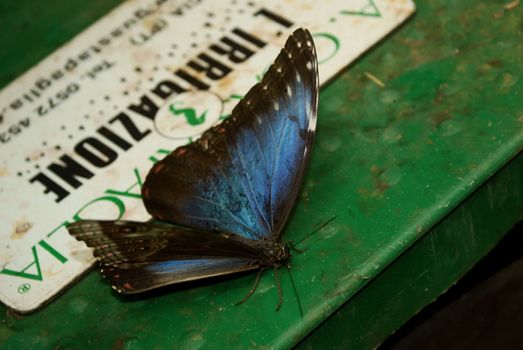 A Butterfly bleu 
