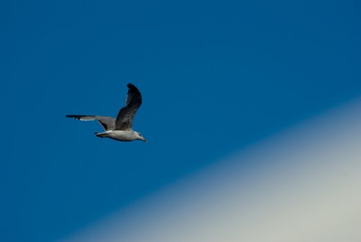 Seagull flight on the italian coast 