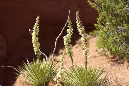 Wild yucca plants growing in the desert