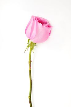 Single pink rose isolated over white background
