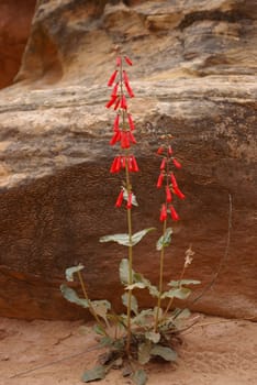 Wild flowers blooming in the desert