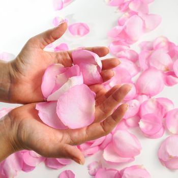 hand holding pink rose petals oer white surface