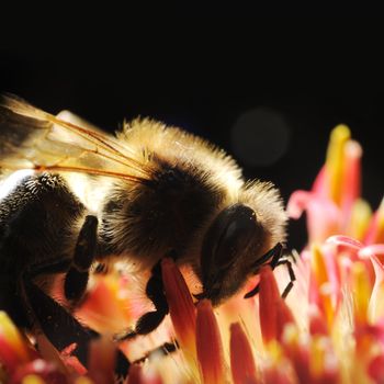 Macro shot of a honeybee perching in a flower with backlight