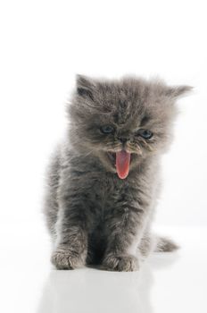 Portrait of small persian cat with tongue out - isolated
