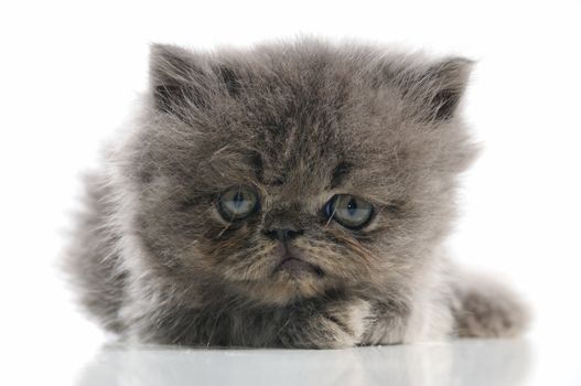 Close up portrait of adorable small persian cat isolated