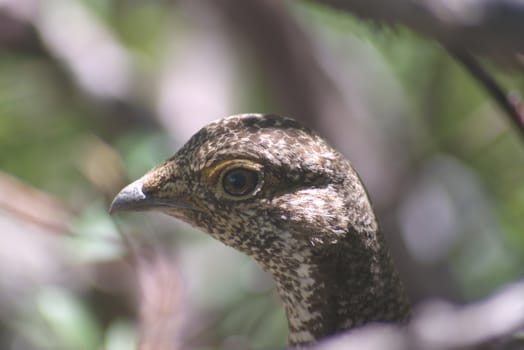 Close-up of a ptarmigan