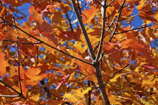 Beautifall autumn leaves on a bright autumn day