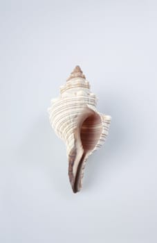 Shell isolated on light background