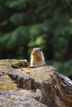 Ground squirrel on a stump