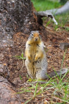 Ground squirrel in the wilderness