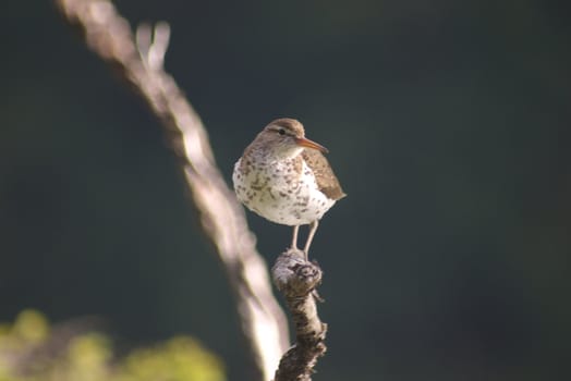 Dipper perched on a branch