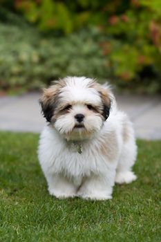 Inquisitive 3 month old lhasa apso puppy 