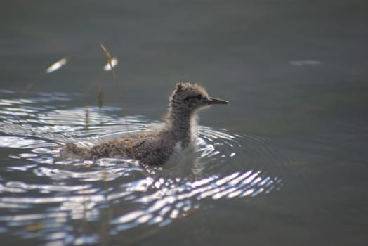 Baby dipper in the water