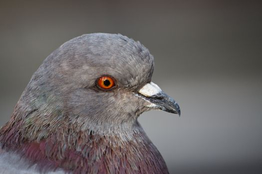 A Pigeon 