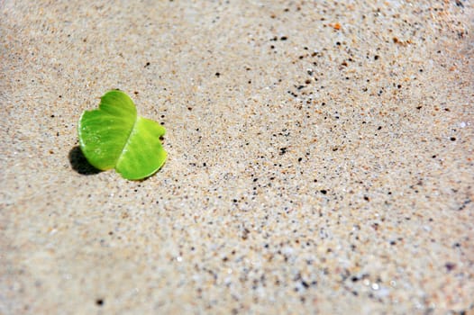 Green leaf in the sand