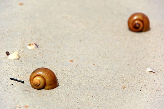 Snails on beach. One closeup and one in distance