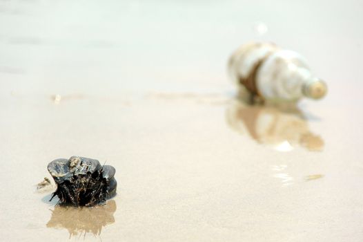 Coconut and bottle