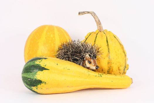Three gourds and a little hedgehog isolated