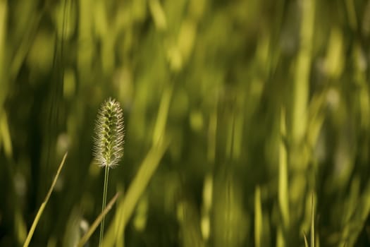 summer grass in evening sunshine