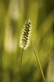 summer grass in evening sunshine