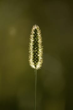 summer grass in evening sunshine