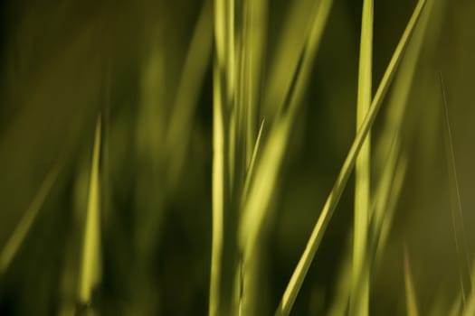 summer grass in evening sunshine, abstract nature background