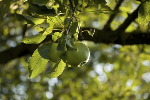 green apples on a branch