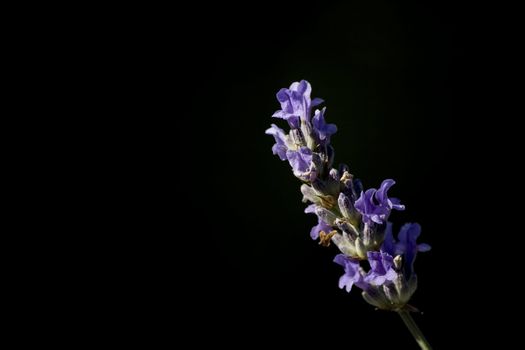 lavender flower against dark background