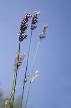 lavender flowers against blue sky