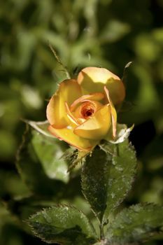 close up of an orange rose