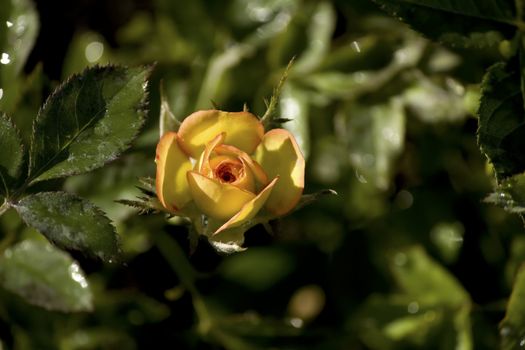 close up of an orange rose