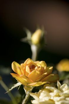 close up of an orange rose