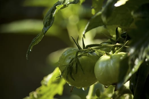 green tomatoes with water drops