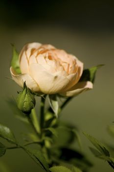 close up of a peach rose