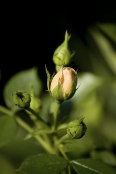 close up of a peach rose