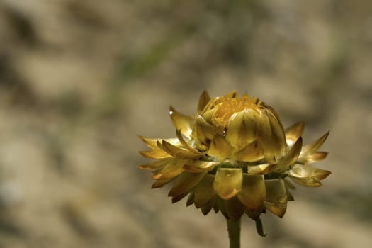 close up of a strawflower