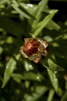 close up of a strawflower bud