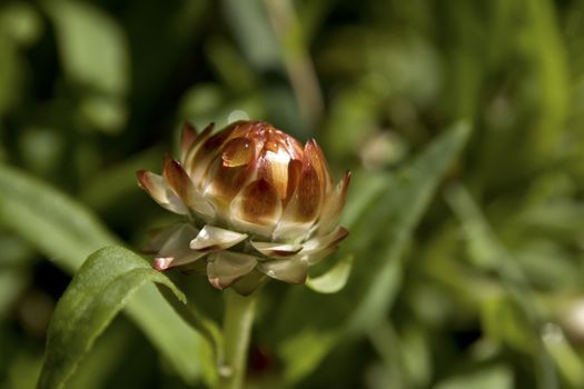 close up of a strawflower bud