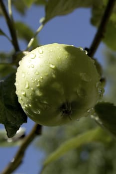 green apple on a branch